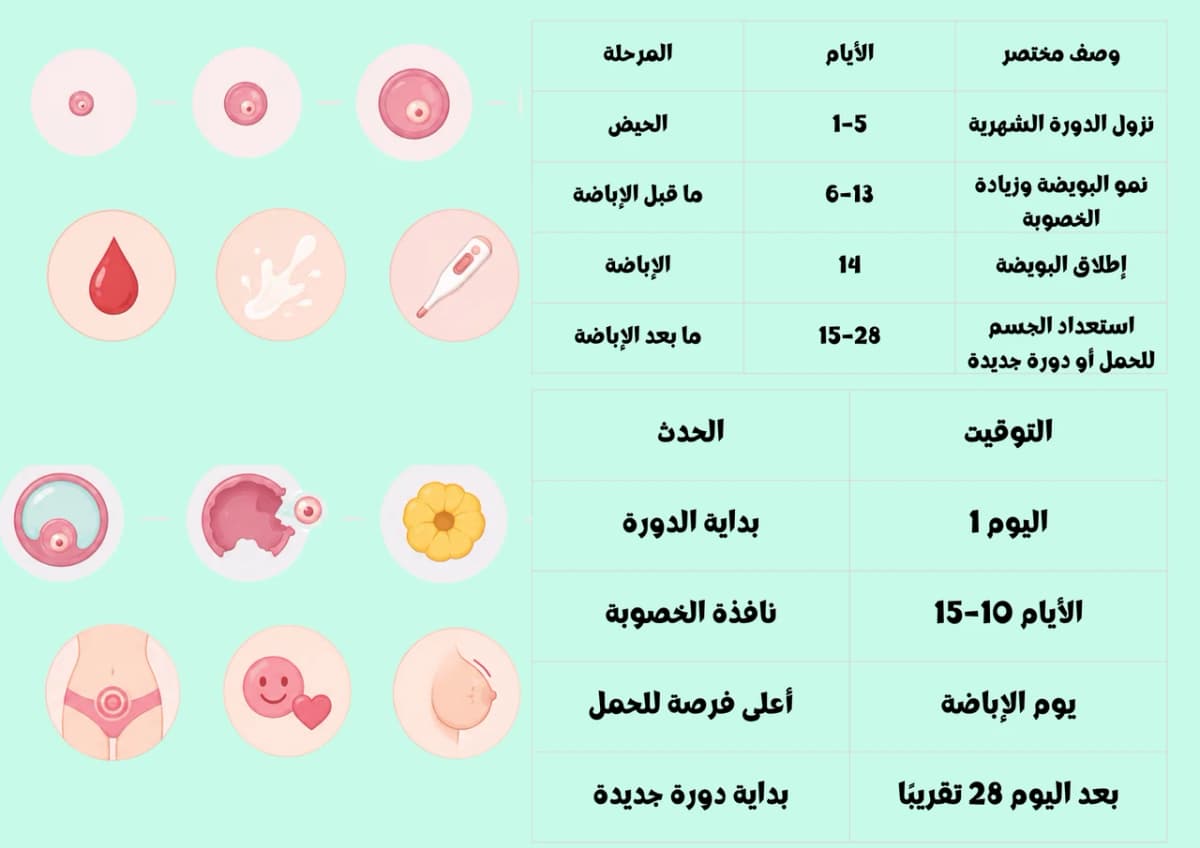 حاسبة الدورة الشهرية - توقع الدورة والنافذة المخصبة ومتلازمة ما قبل الحيض
