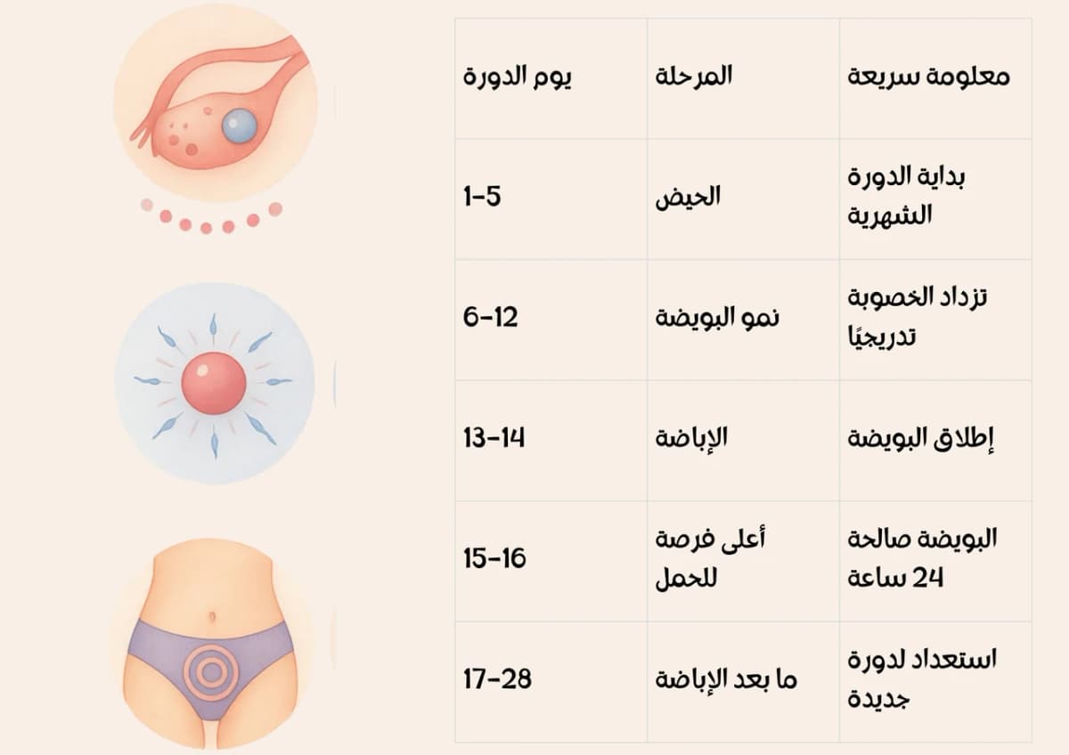 حاسبة التبويض والدورة الشهرية - أيام الإباضة وفترة الخصوبة بالهجري والميلادي
