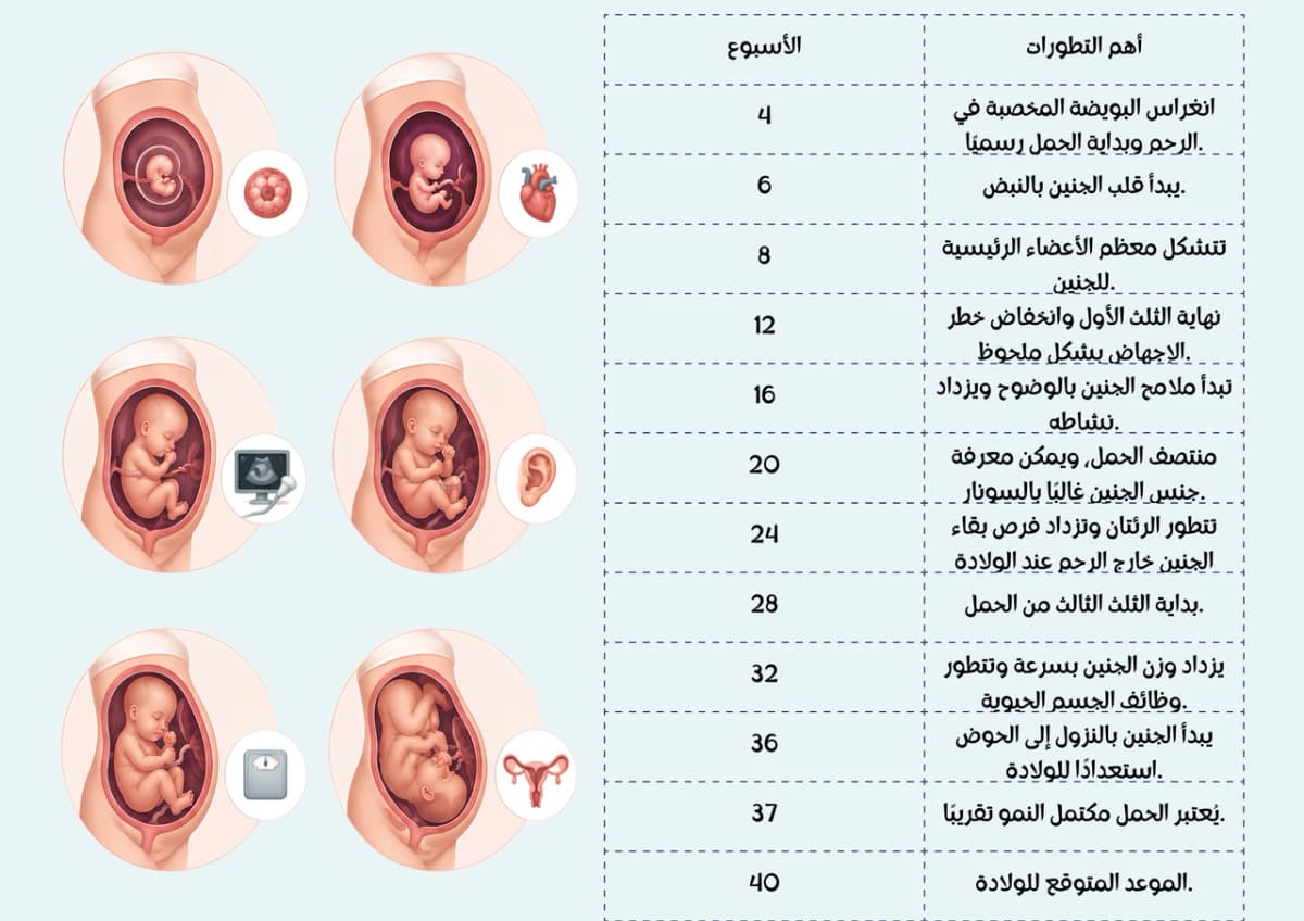 حاسبة الحمل والولادة حاسبة الحمل والولادة بالميلادي والهجري - حساب أسابيع الحمل وموعد الولادة